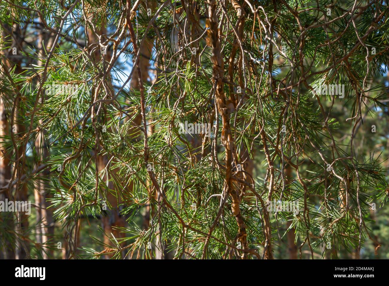 Primo piano dei rami di pino conifero. Splendido sfondo nella foresta con luce solare. Foto Stock