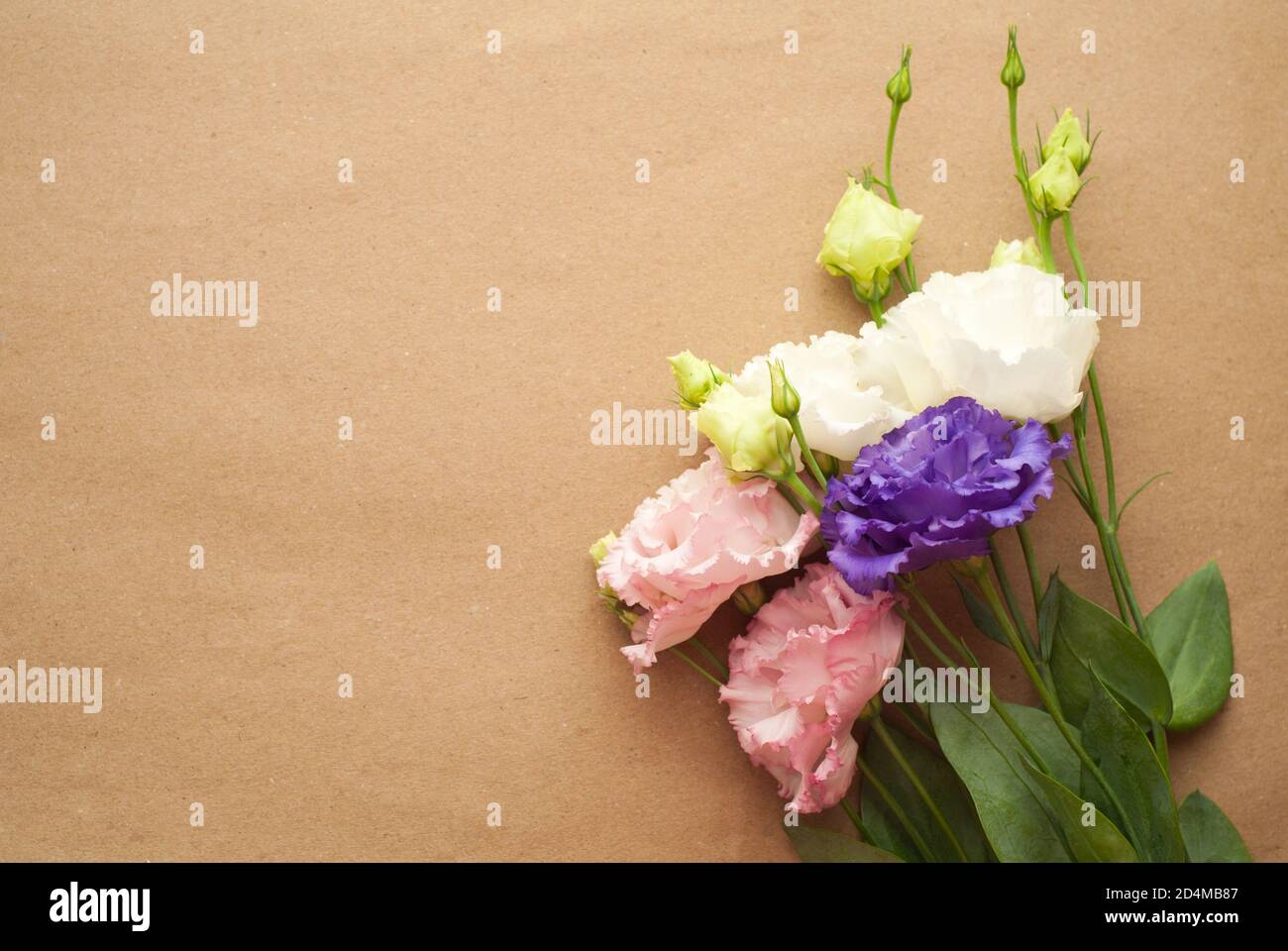 Bellissimi fiori di eustoma viola, rosa e bianco (lisianthus) in piena fioritura con foglie verdi. Bouquet di fiori su sfondo cartaceo. Foto Stock