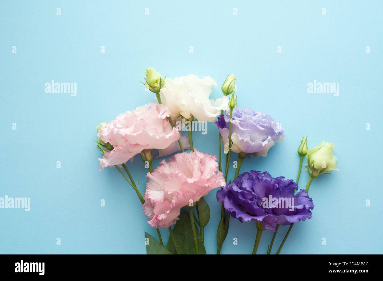 Bellissimi fiori di eustoma viola e bianco (lisianthus) in piena fioritura con foglie verdi. Bouquet di fiori su sfondo blu. Foto Stock