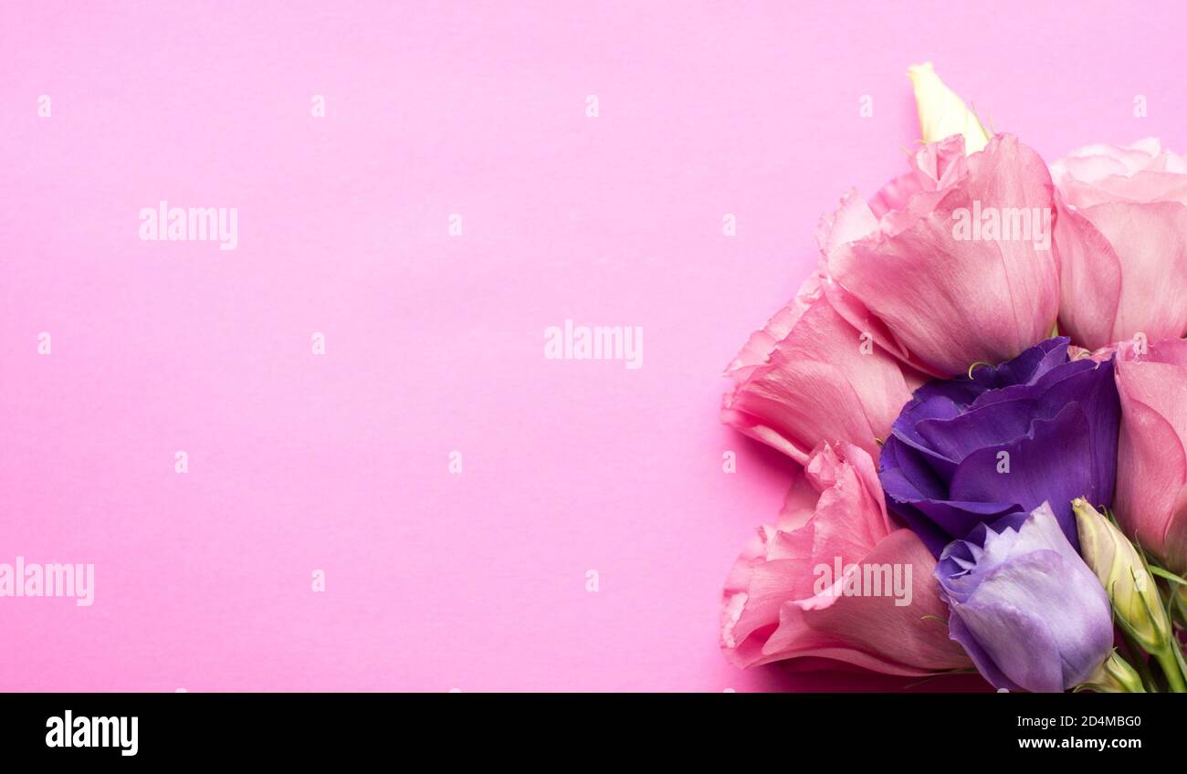 Bellissimi fiori di eustoma rosa e viola (lisianthus) in piena fioritura con foglie verdi. Bouquet di fiori su sfondo rosa brillante. Foto Stock