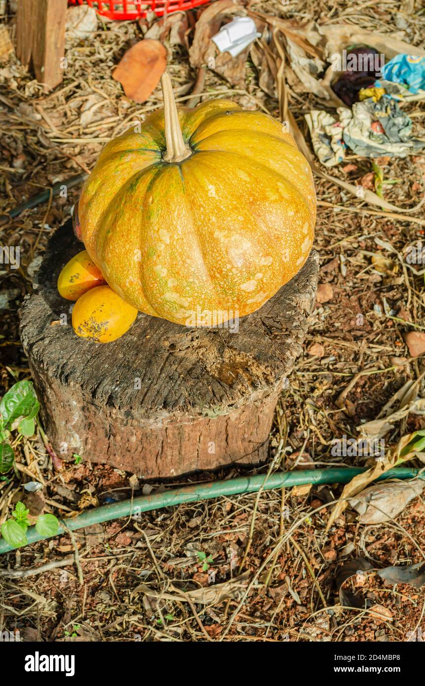 Kalabasa zucca e Comune di mango sul log in giardino Foto Stock