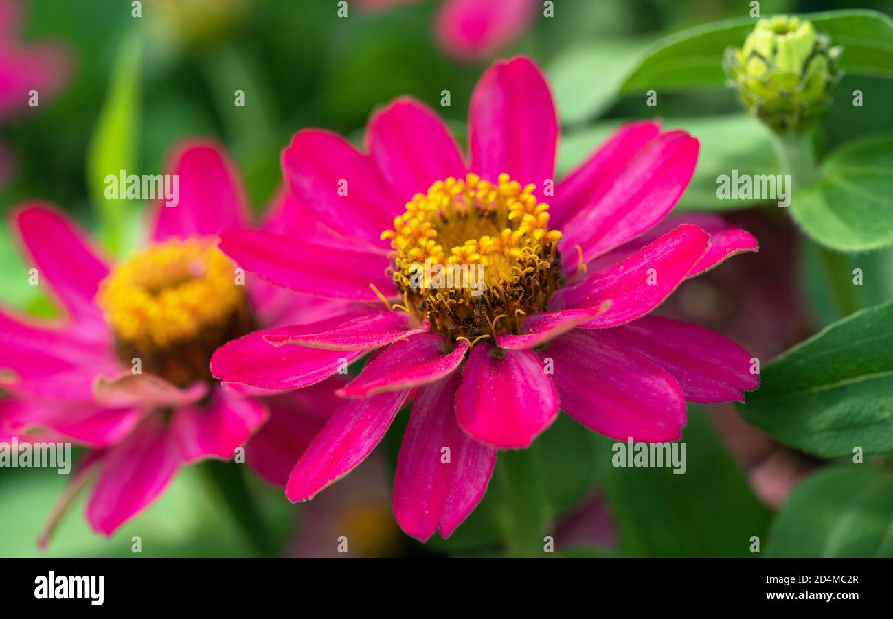Primo piano immagine della fioritura del Giardino Zinnia (Zinnia Hybrida) Foto Stock