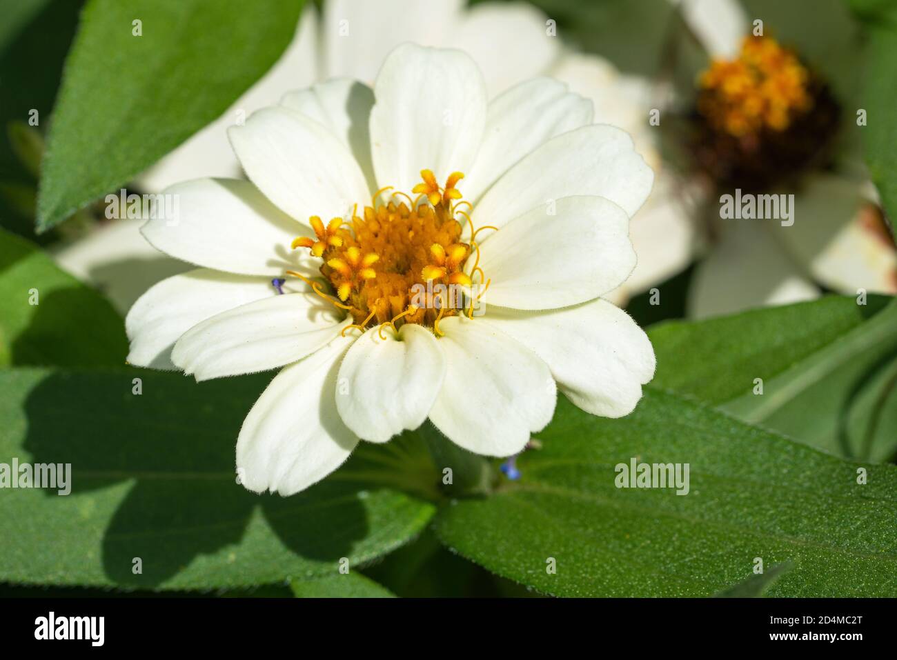 Primo piano immagine della fioritura del Giardino Zinnia (Zinnia Hybrida) Foto Stock