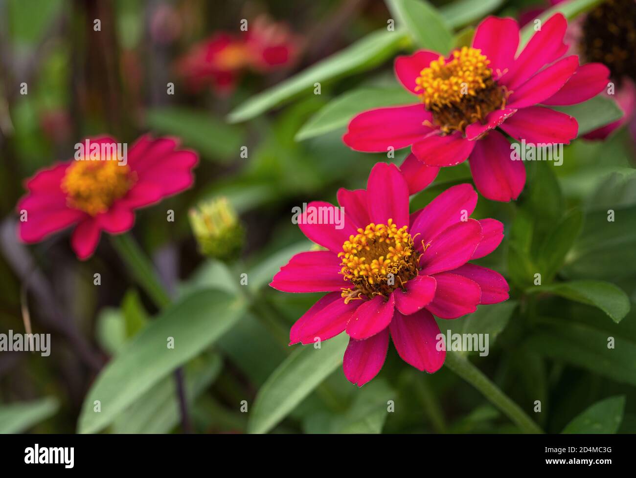 Primo piano immagine della fioritura del Giardino Zinnia (Zinnia Hybrida) Foto Stock