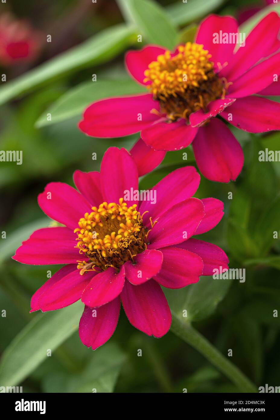 Primo piano immagine della fioritura del Giardino Zinnia (Zinnia Hybrida) Foto Stock