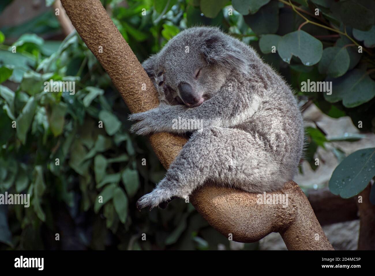 Orso di Koala allo Zoo di Edimburgo. Foto Stock