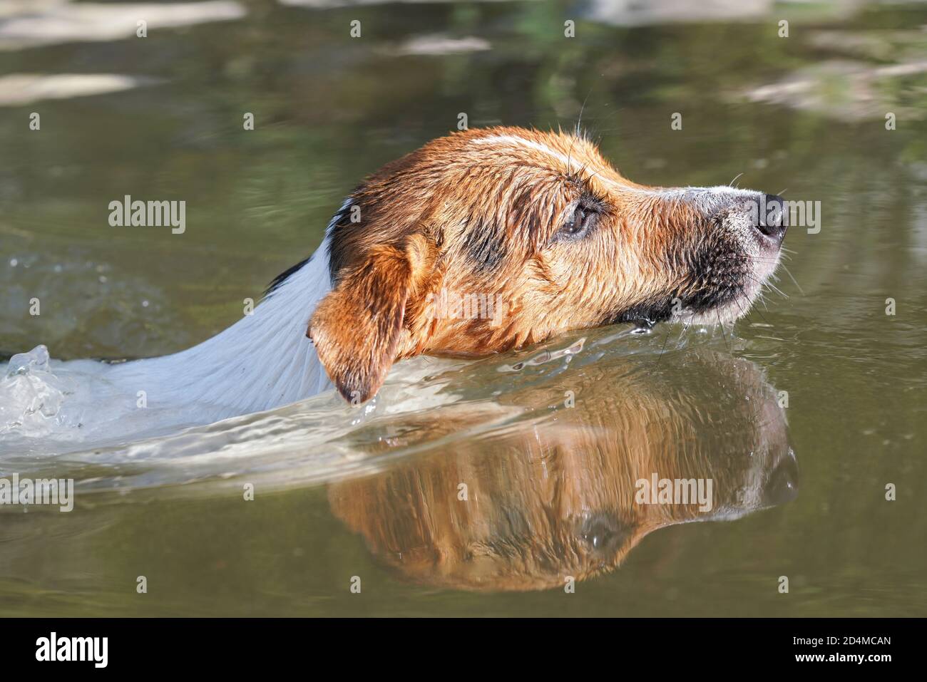 Il sole splende sul piccolo cane Jack Russell che nuota nel fiume, solo la testa sopra l'acqua Foto Stock