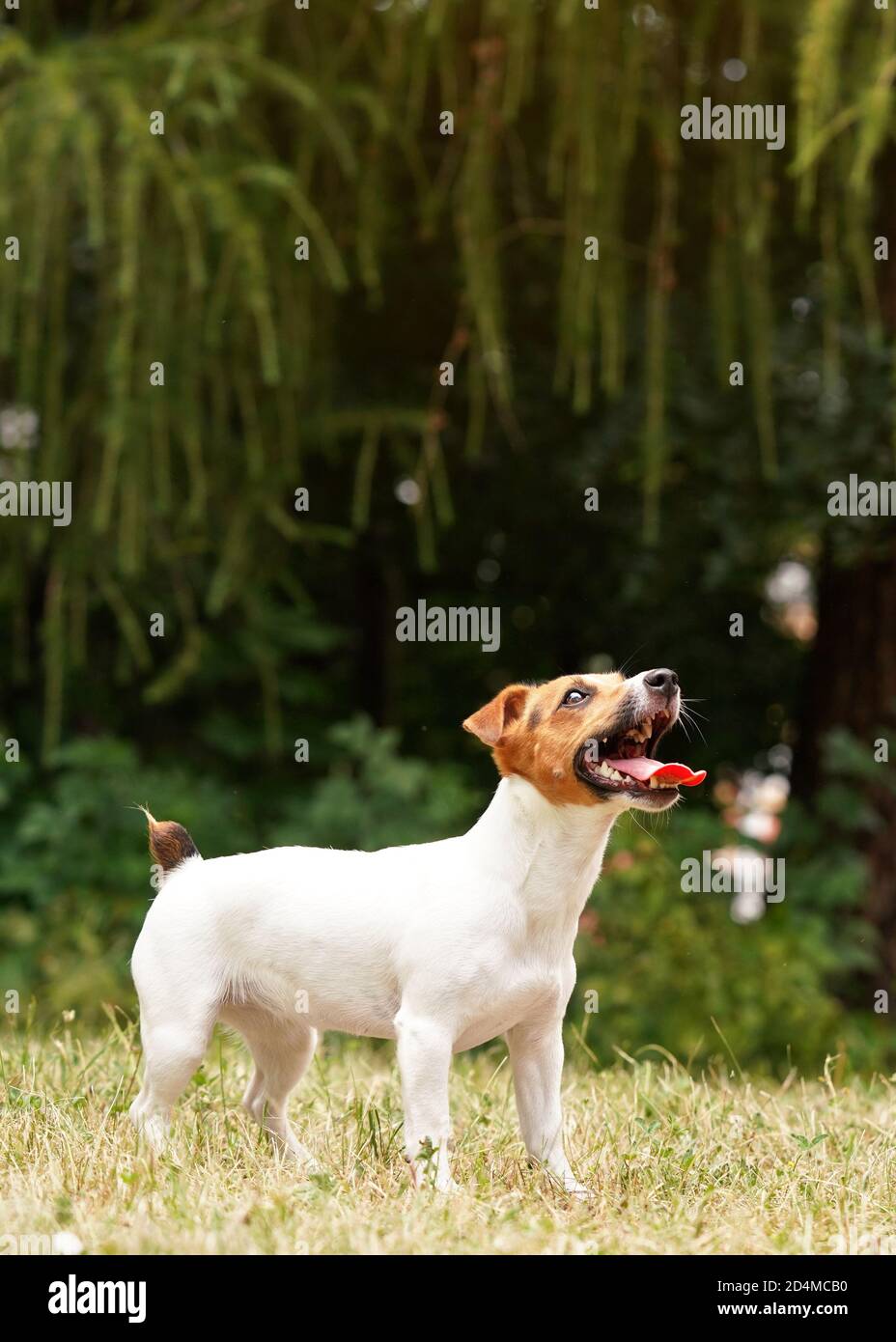 Piccolo Jack Russell terrier in piedi su erba, guardando con la lingua fuori, i denti mostrando, in attesa che il giocattolo venga gettato per il suo fetch Foto Stock