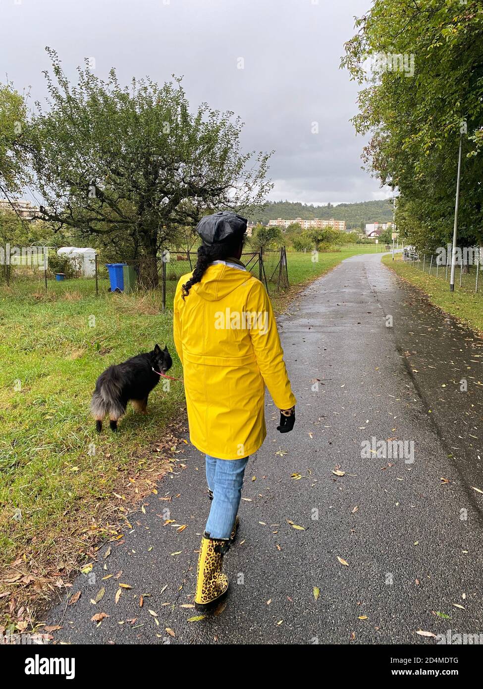 Donna con impermeabile giallo e stivali da pioggia con motivo jaguar che  cammina con il cane il giorno della pioggia in autunno. Vista posteriore di  persona e animale Foto stock - Alamy