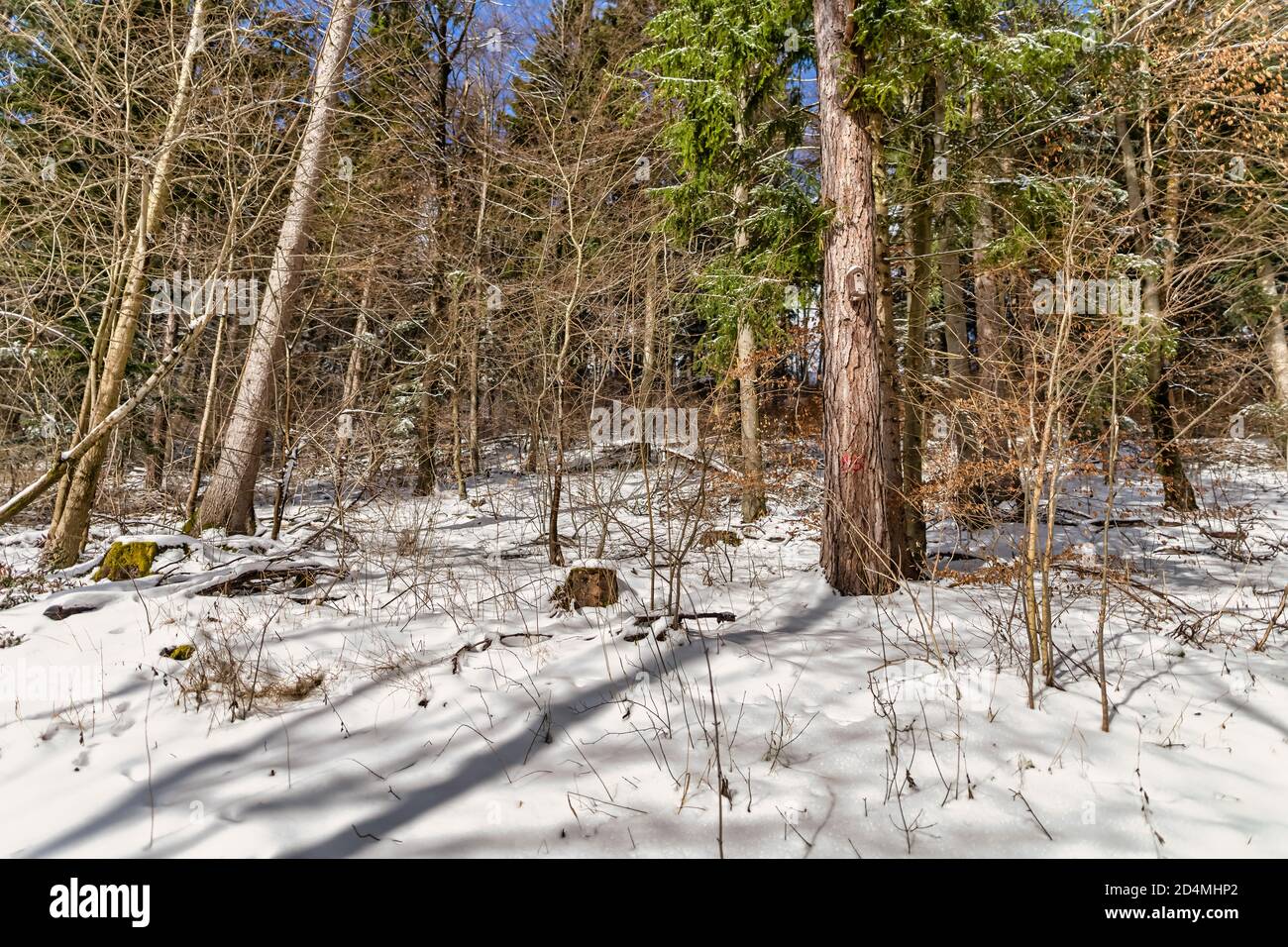 Foresta invernale con ombre degli alberi nella neve, paesaggio momento autentico. Foto Stock