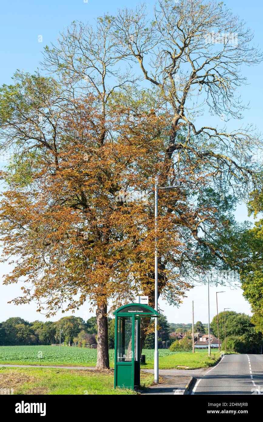 Rurale, campagna, fermata dell'autobus. Hawkwell Church si ferma a Rectory Road a Hawkwell, Essex, Regno Unito. Autunno, albero di caduta. Campo con alberi. Collegamento di trasporto esterno Foto Stock