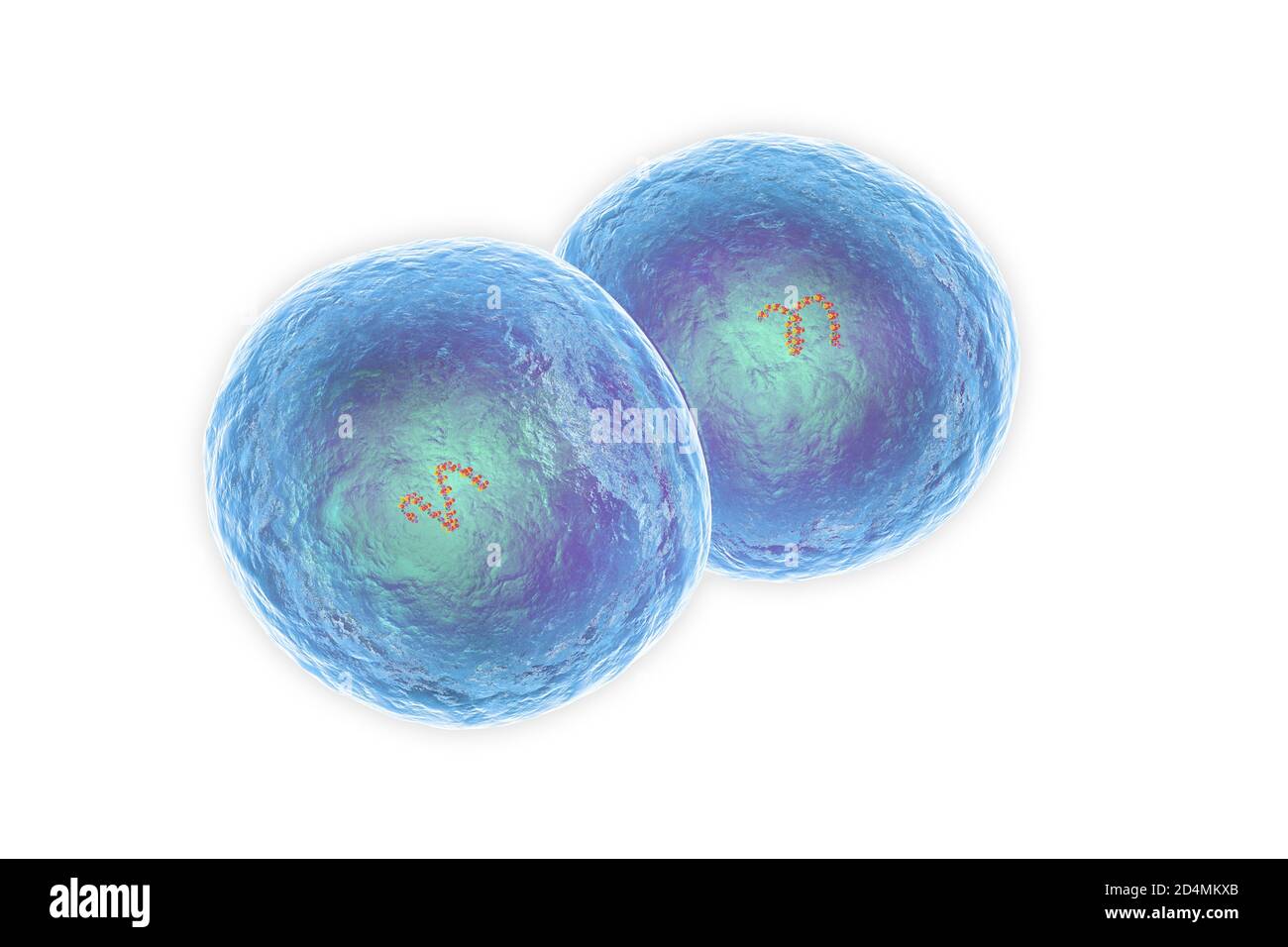 Illustrazione dei batteri di Staphylococcus epidermidis. Staphylococcus epidermidis fa parte della normale flora cutanea umana (commensale). Può anche essere trovato io Foto Stock