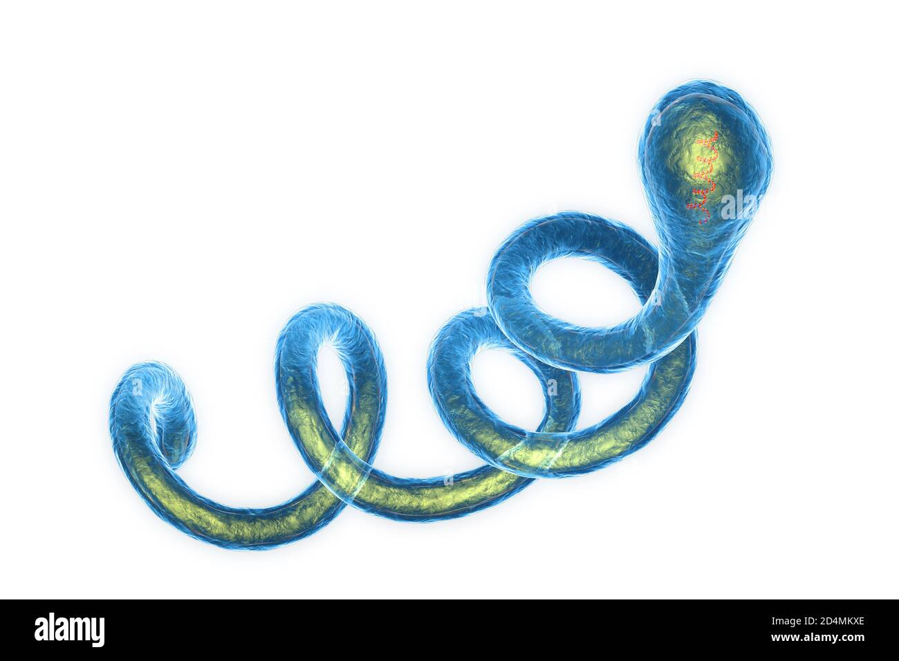 Illustrazione di batteri Spirochaete Borrelia, la causa della malattia di Lyme. Questi batteri spirochaete (a forma di spirale) sono passati agli esseri umani attraverso il Foto Stock