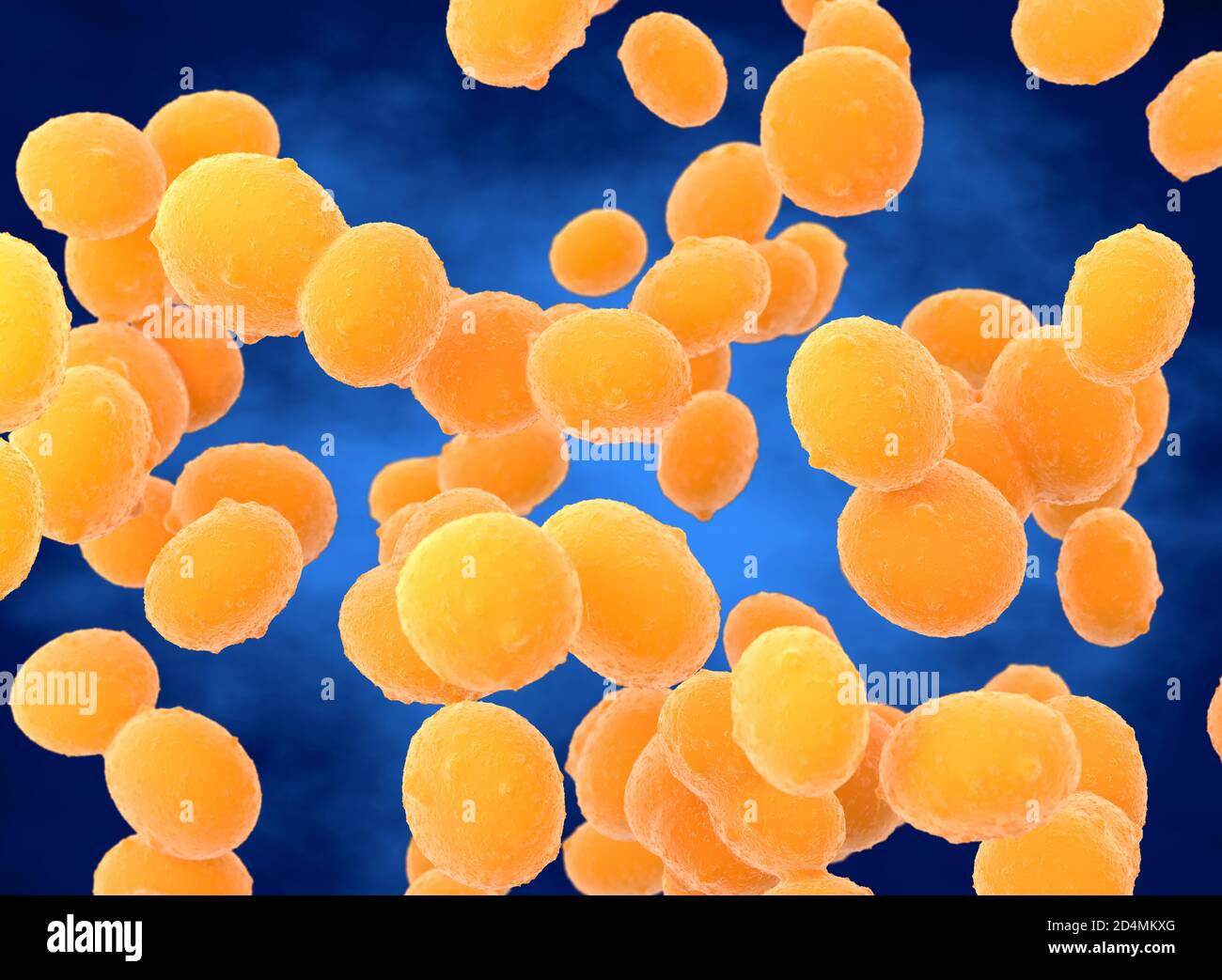 Illustrazione di batteri coccoidi di Staphylococcus aureus (MRSA). Staphylococcus  aureus è un batterio Gram-positivo che causa avvelenamento alimentare,  cenere tossica Foto stock - Alamy