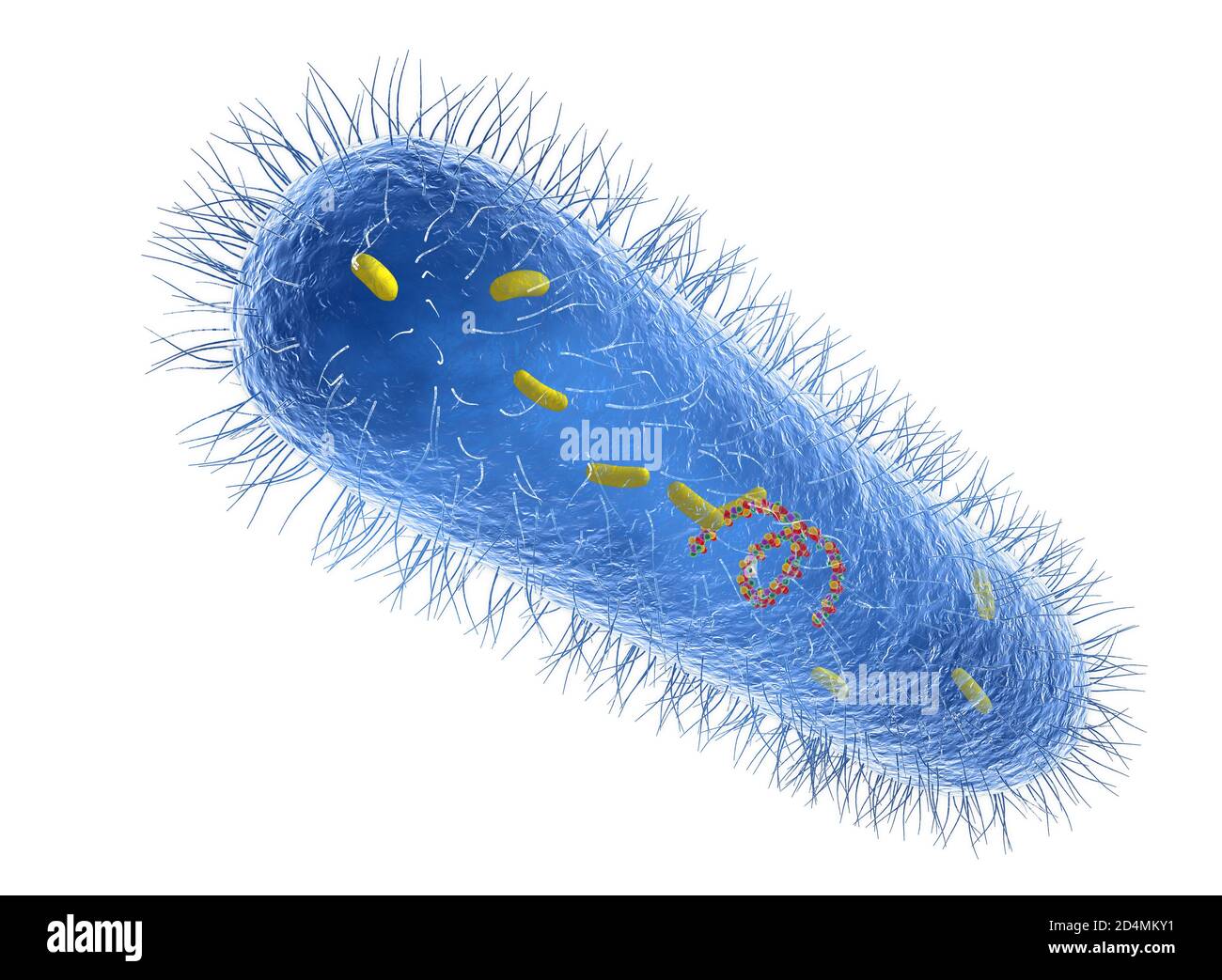Illustrazione di batteri di Pseudomonas aeruginosa che mostrano struttura  interna. Questi batteri gram-negativi a forma di asta sono trovati in  suolo, acqua e come no Foto stock - Alamy