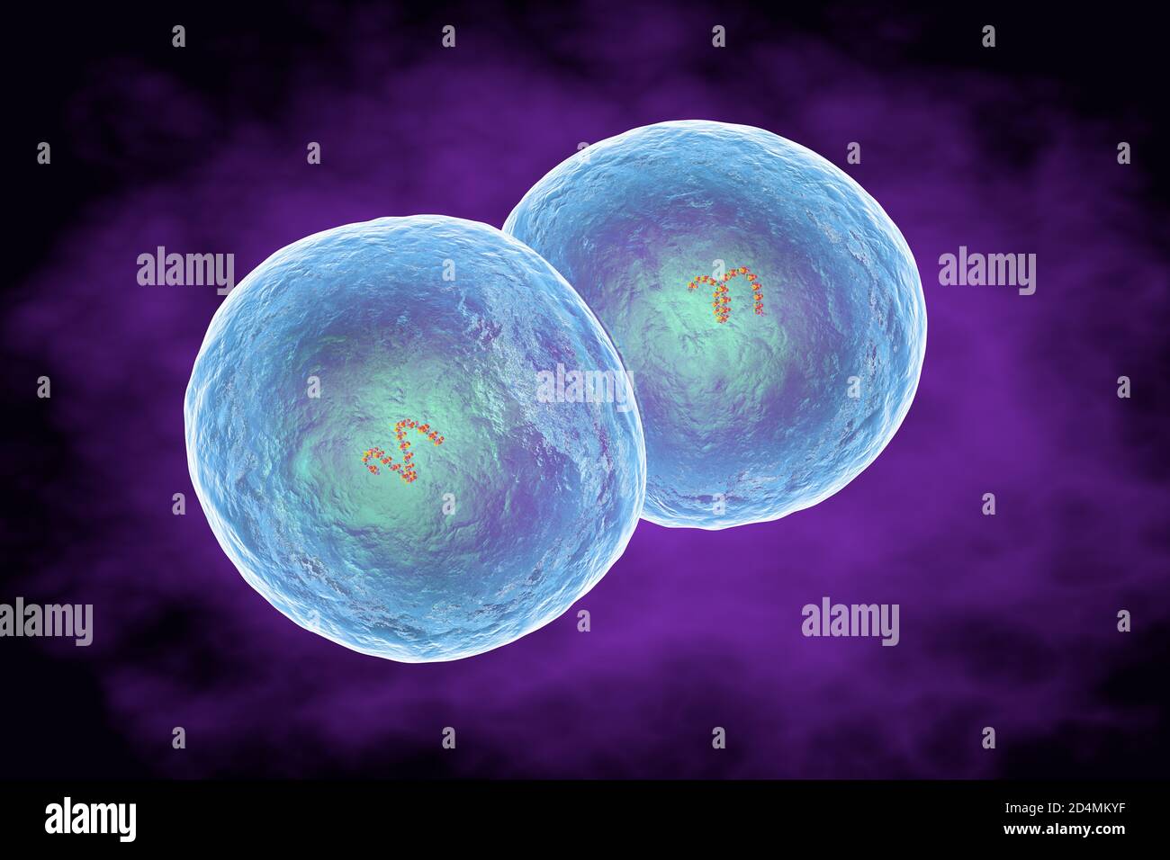 Illustrazione dei batteri di Staphylococcus epidermidis. Staphylococcus epidermidis fa parte della normale flora cutanea umana (commensale). Può anche essere trovato io Foto Stock