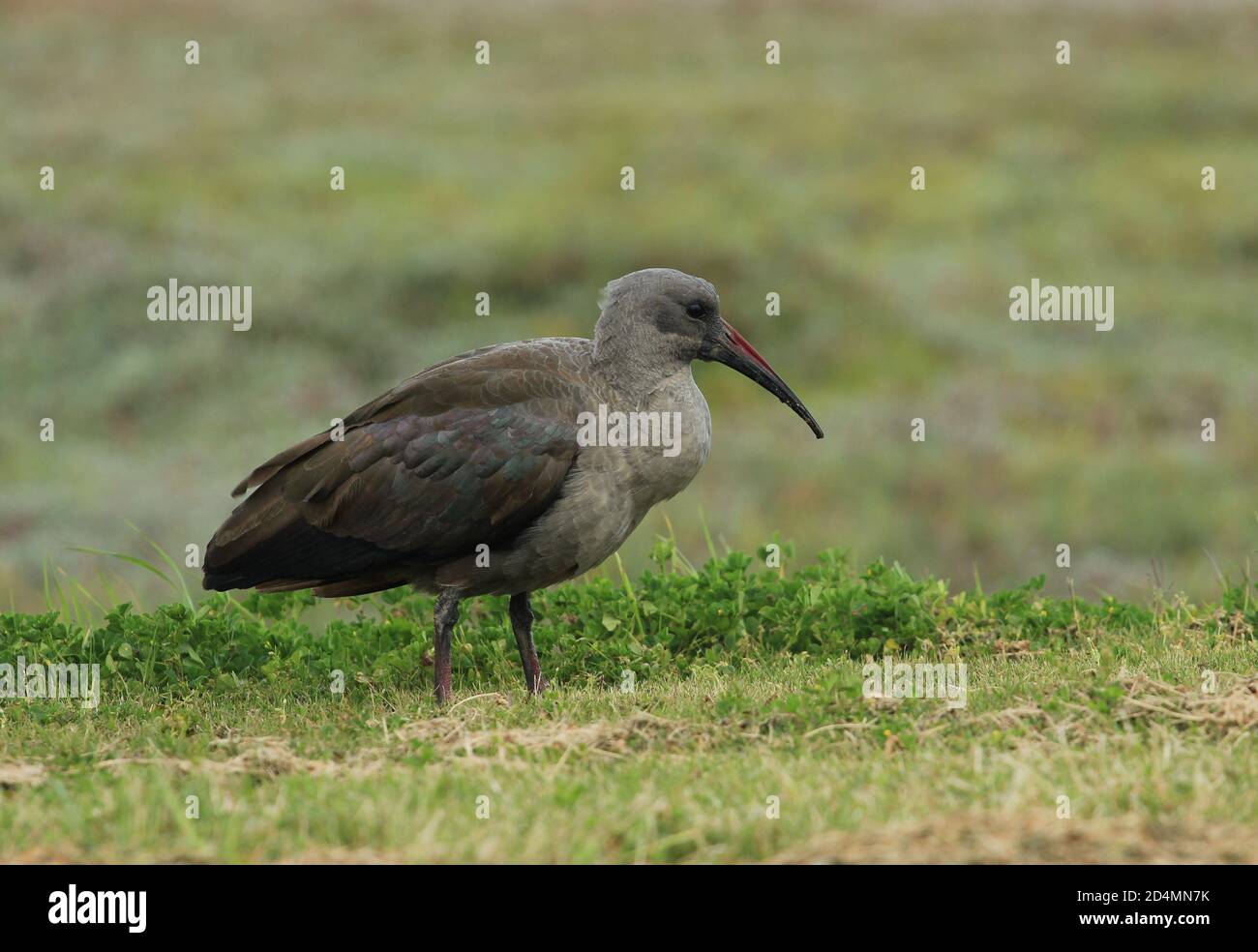 L'hadada ibis (Bostrychia hagedash), chiamato anche hadeda Foto Stock