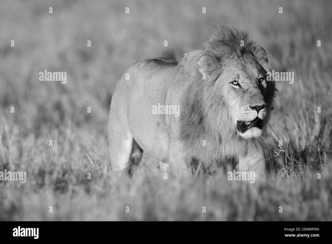 Leone (Panthera leo) nel Masaai Mara del Kenya Foto Stock