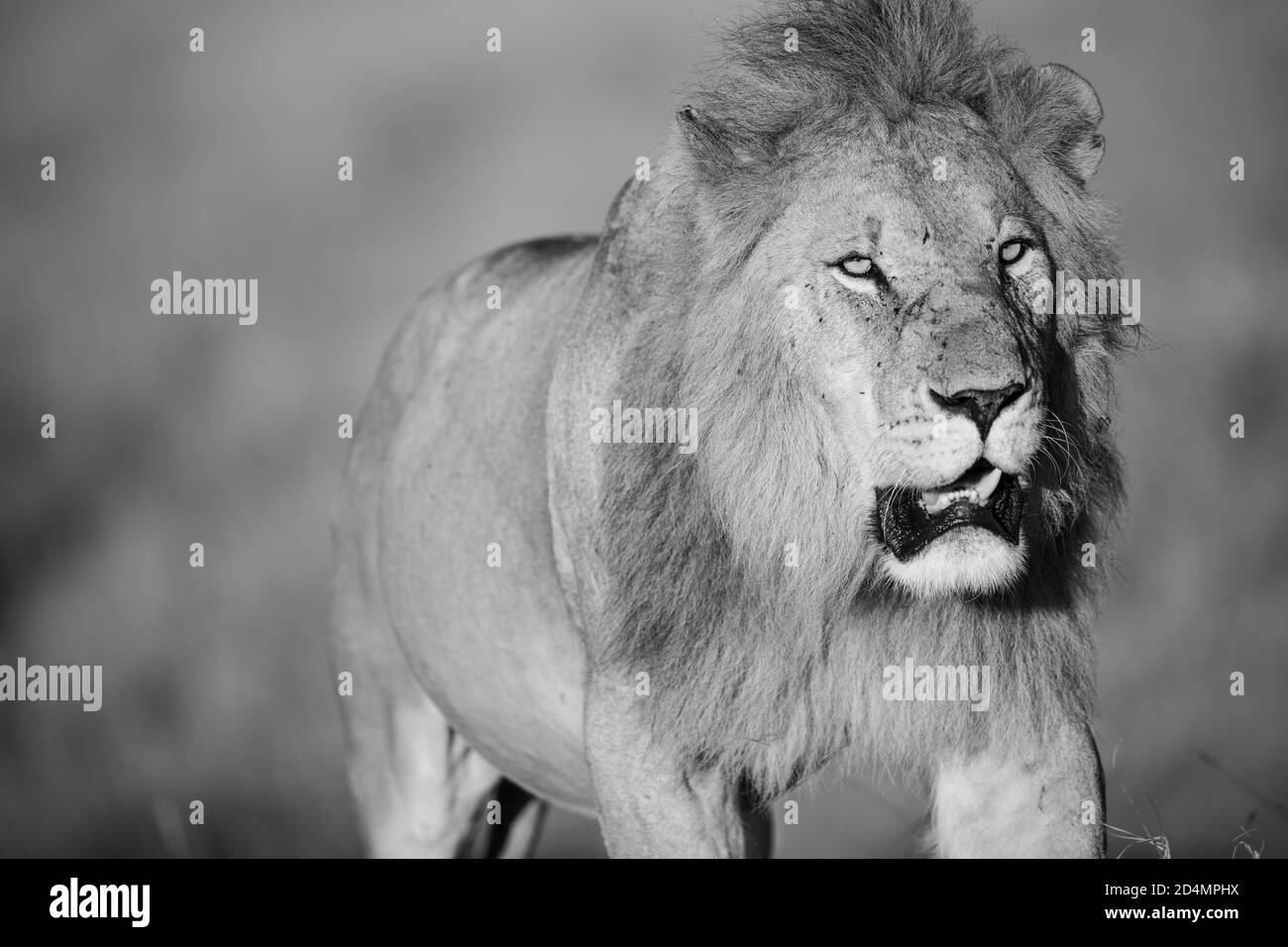 Leone (Panthera leo) nel Masaai Mara del Kenya Foto Stock