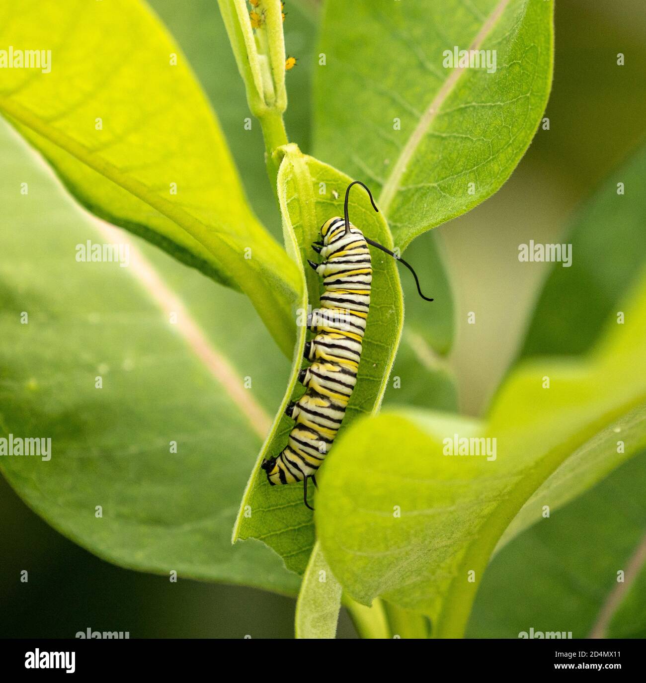 Monarch Butterfly Caterpillar (Danaus Plexippus) presso lo stabilimento di Milkweed Foto Stock