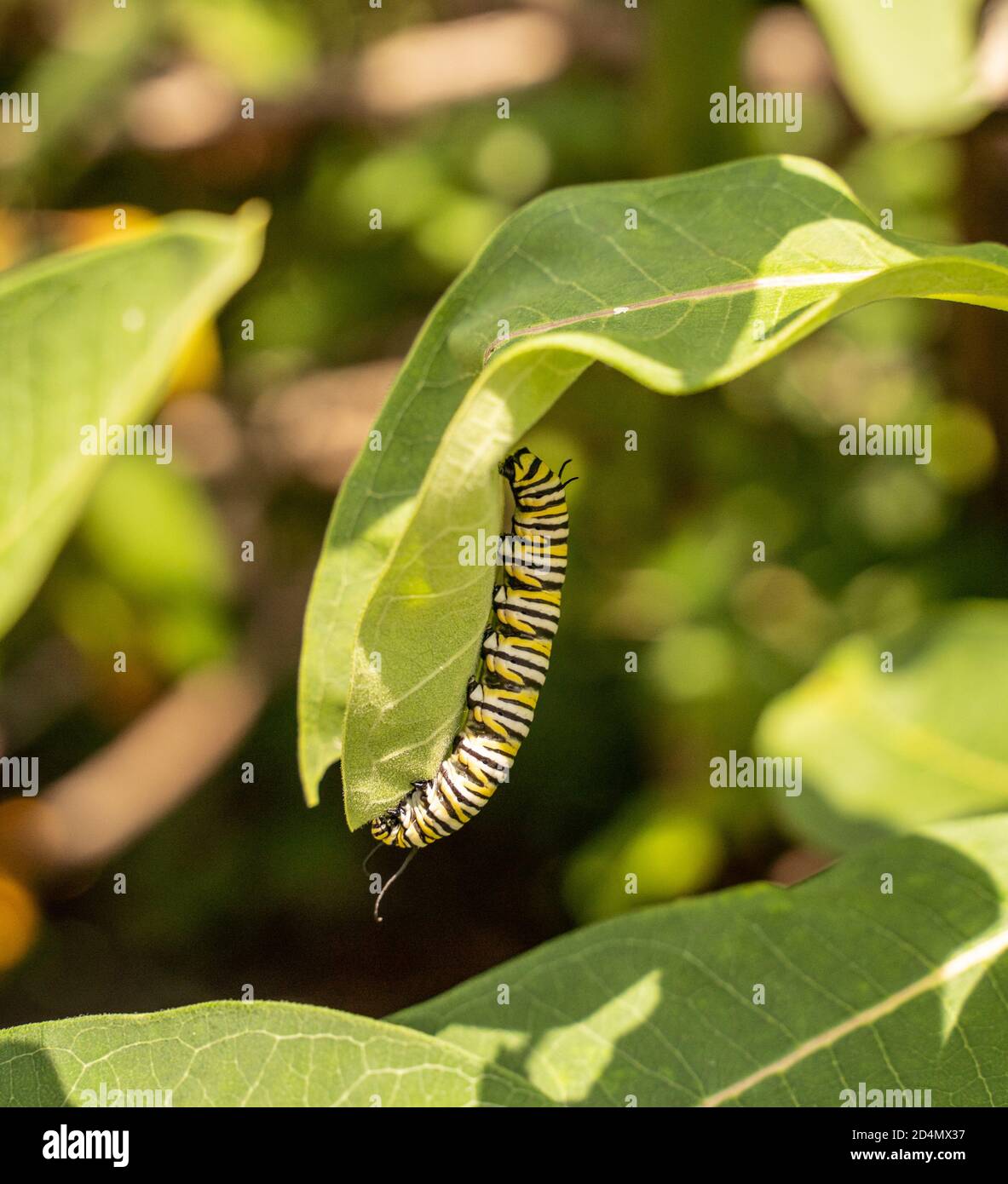 Monarch Butterfly Caterpillar (Danaus Plexippus) presso lo stabilimento di Milkweed Foto Stock