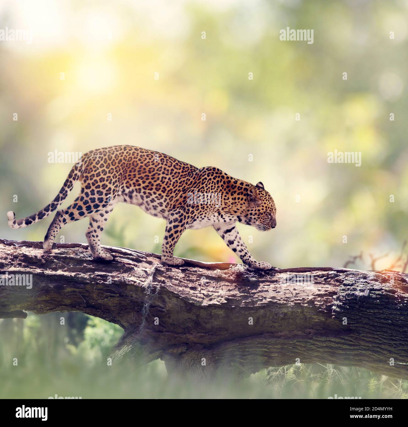 Leopardo che cammina su un albero nei boschi Foto Stock