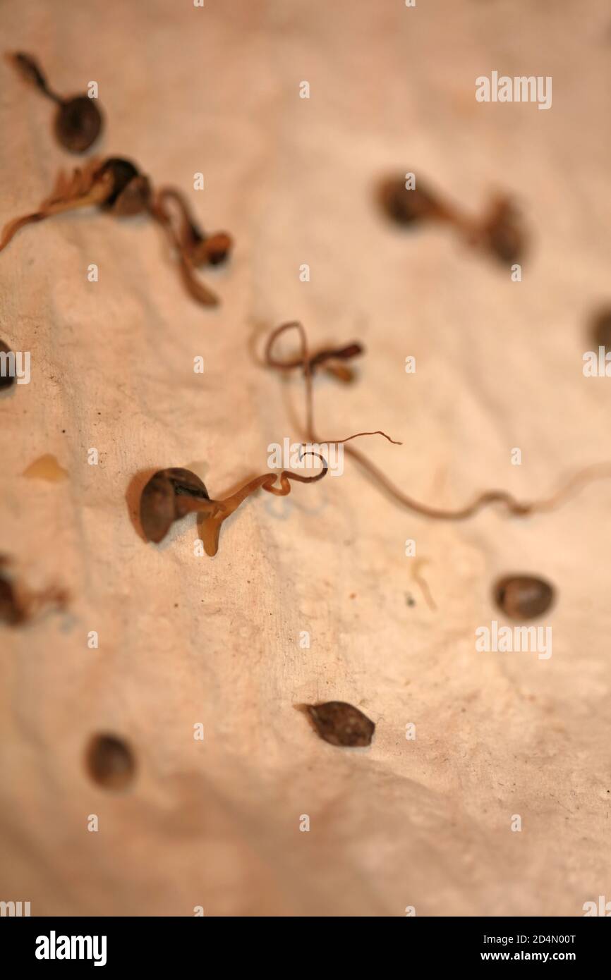 Cannabis semi morti retro alta qualità stampe moderne 50 megapixel Foto Stock