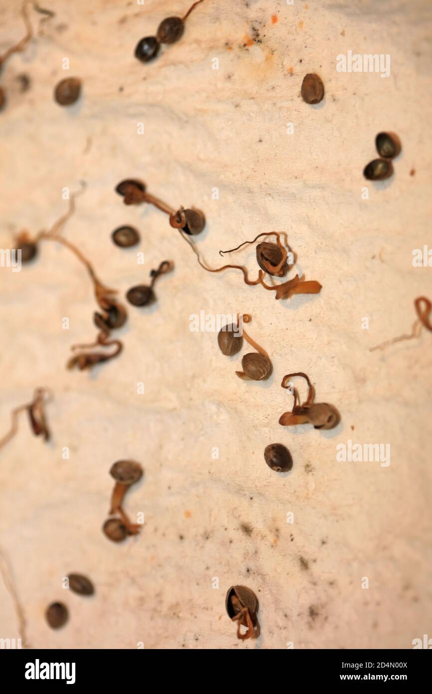 Cannabis semi morti retro alta qualità stampe moderne 50 megapixel Foto Stock