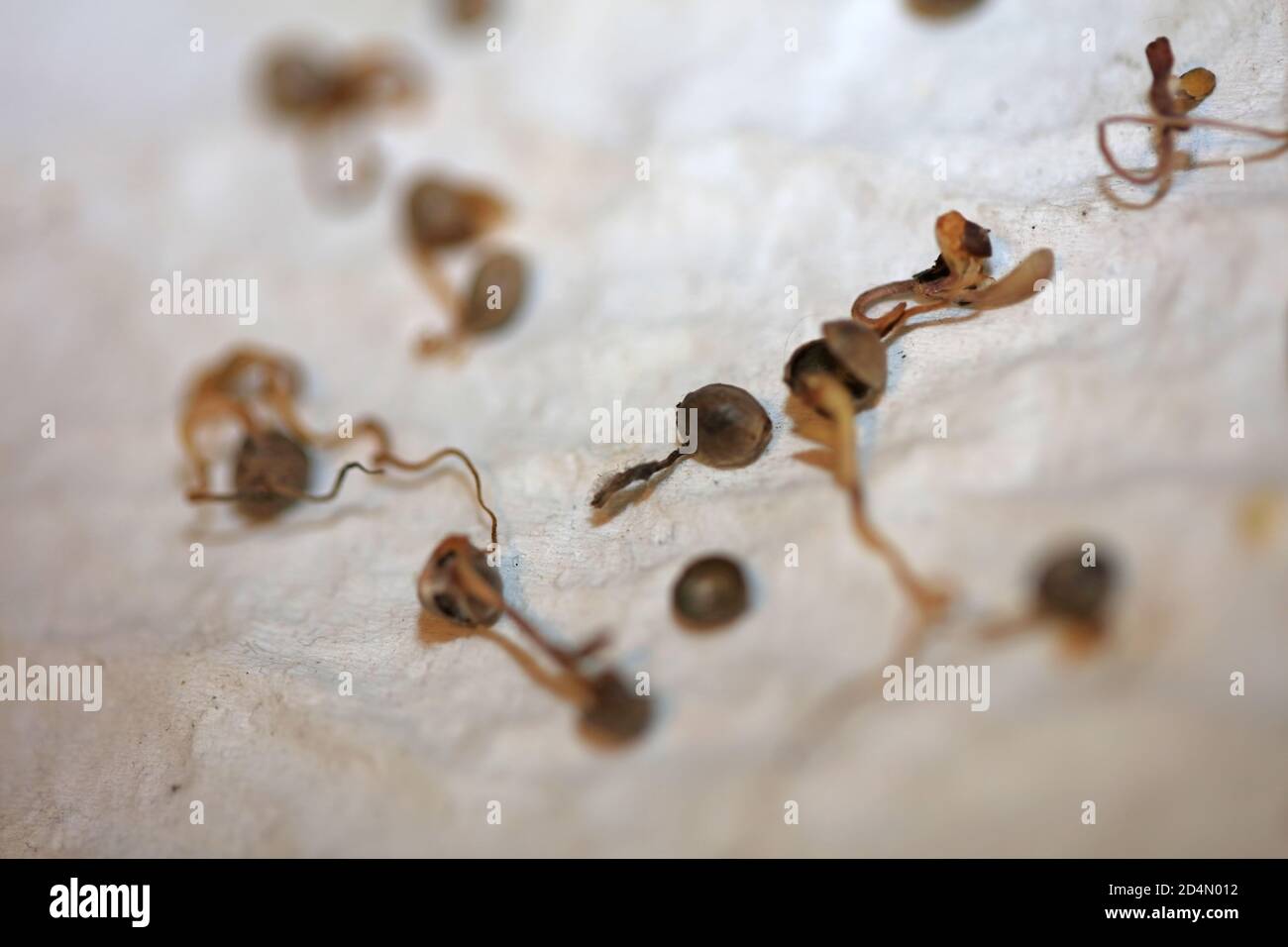Cannabis semi morti retro alta qualità stampe moderne 50 megapixel Foto Stock