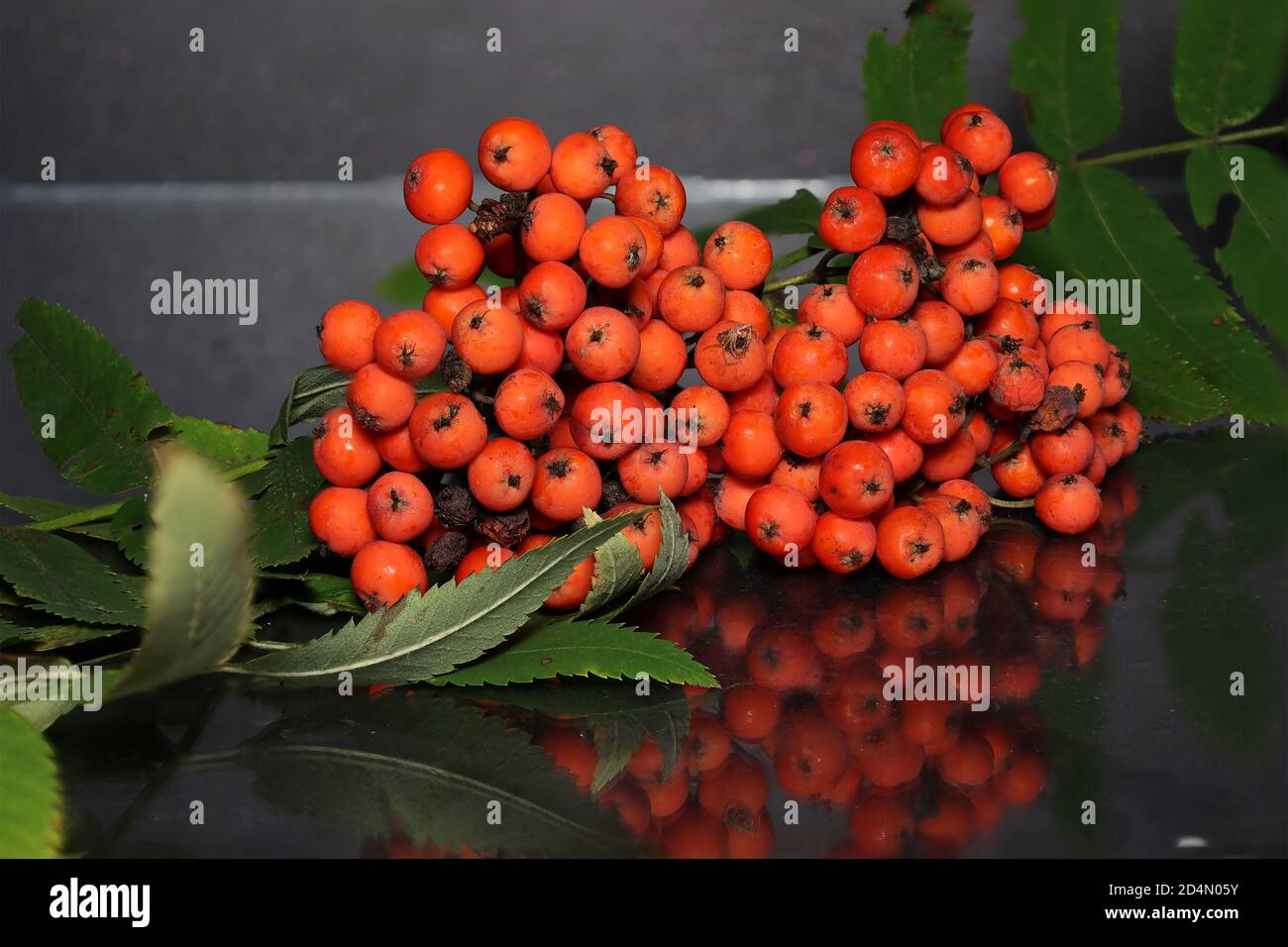 Ramo di rowan con bacche rosse mature Foto Stock