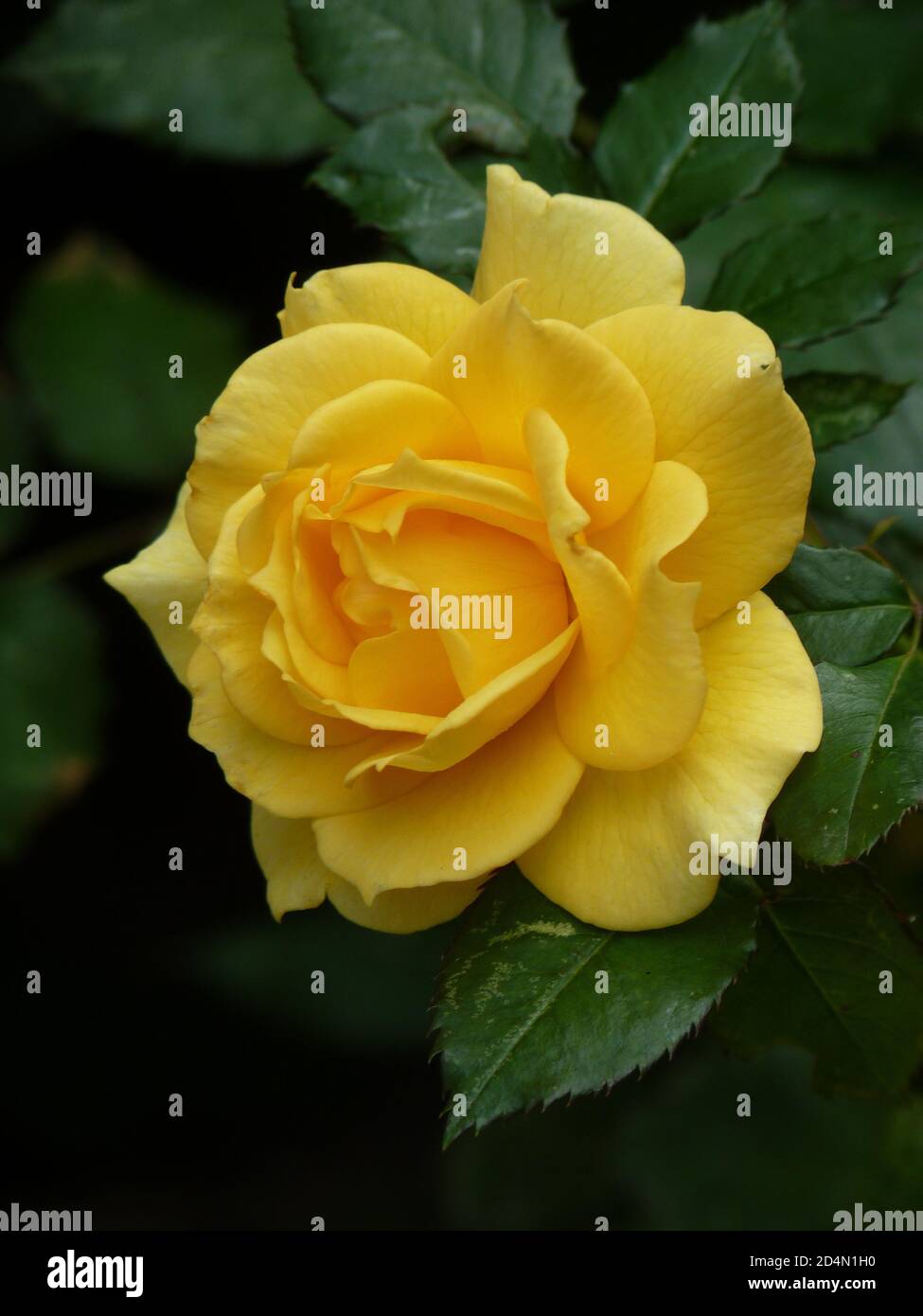 Foto closeup di bella rosa gialla del Bengala (Rosa chinensis Foto stock -  Alamy