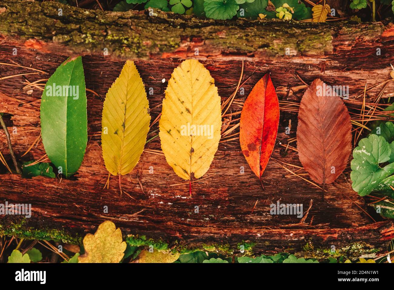 Autunno foglie colori tavolozza concettuale foresta piatta posare Foto Stock