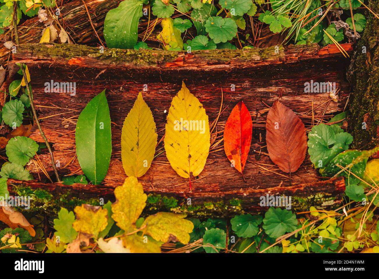 Concetto autunnale del ciclo di vita delle foglie: Diverse fasi di invecchiamento - foglie colorate dal verde al giallo, rosso e marrone. Foto Stock