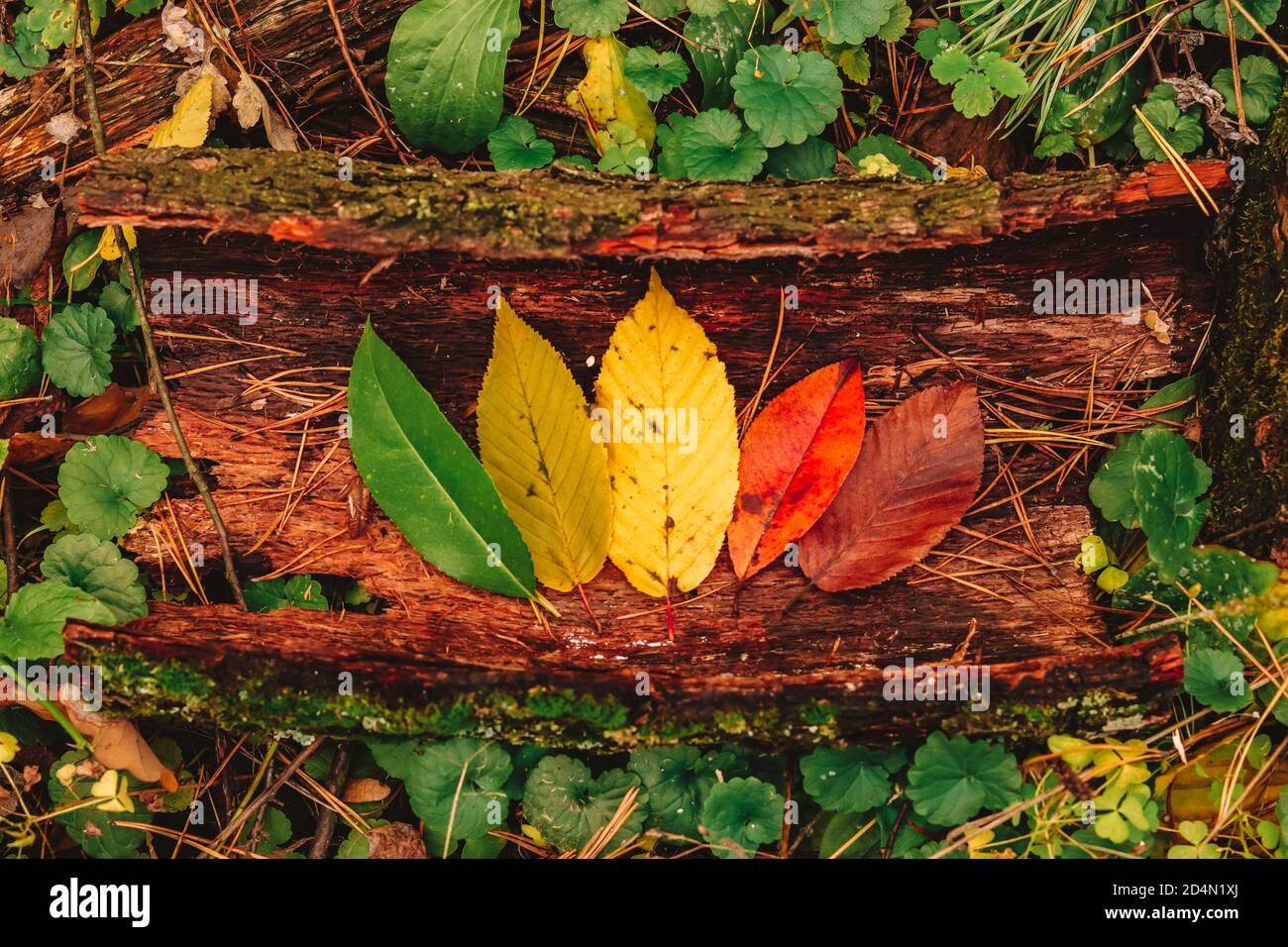 Cambio natura stagione Autunno: Concetto autunno di foglie ciclo di vita foglie colorate dal verde al giallo, rosso e marrone Foto Stock