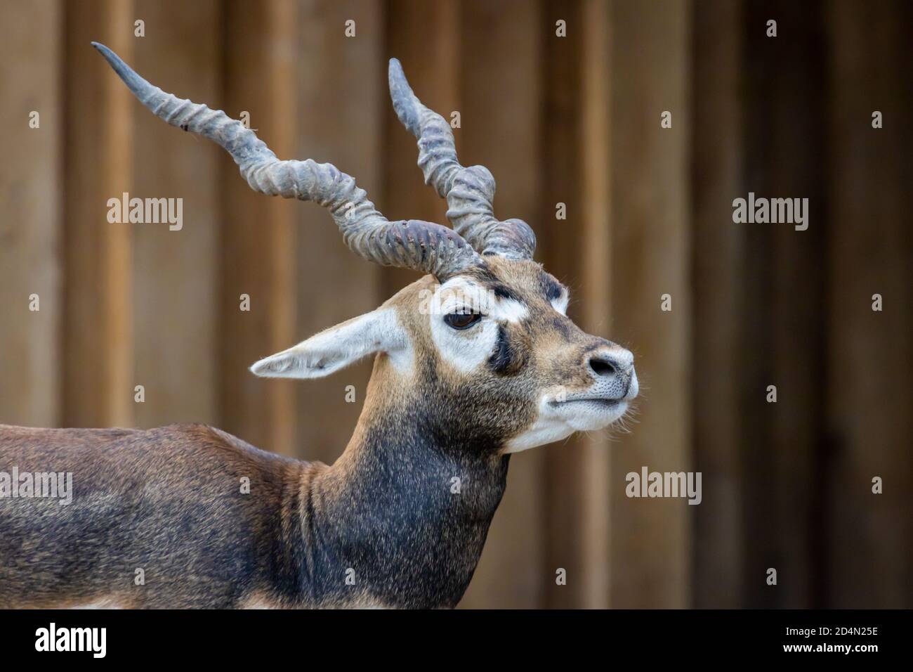 Blackbuck o antilope indiano (antilope cervicapra) ritratto maschile Foto Stock