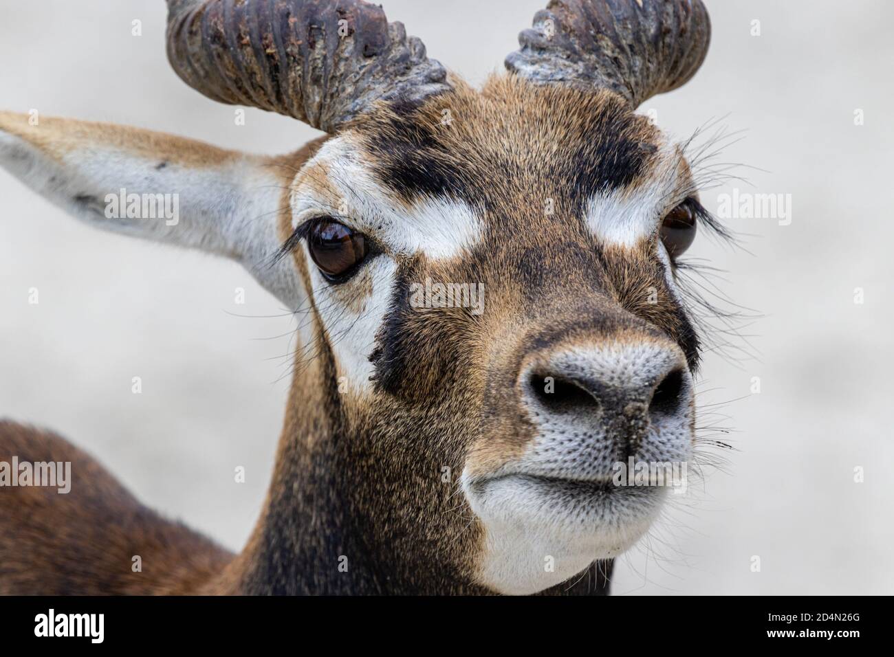 Blackbuck o antilope indiano (antilope cervicapra) ritratto maschile Foto Stock