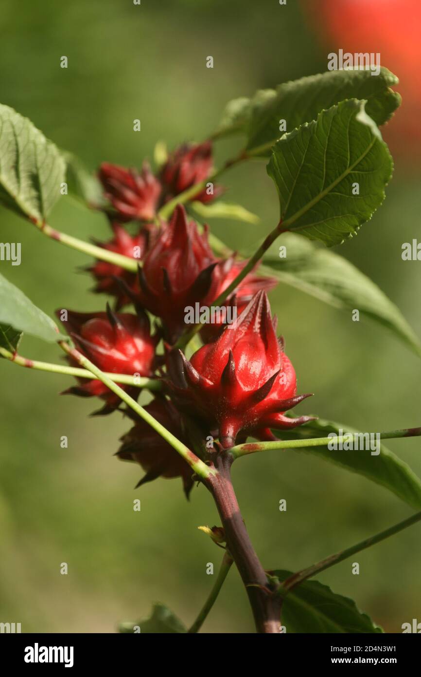 Primo piano di una pianta di Roselle con foglie Foto Stock