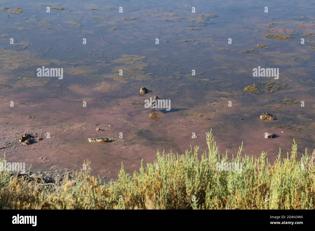 Piccolo sandpiper in piedi nelle acque di un lago salato Foto Stock