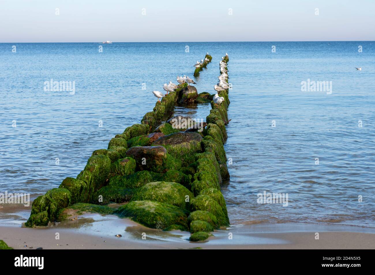 I gabbiani si siedono su vecchie frangiflutti di legno ricoperti di muschio verde. Gruppo di uccelli marini che riposano vicino al mare. Foto Stock
