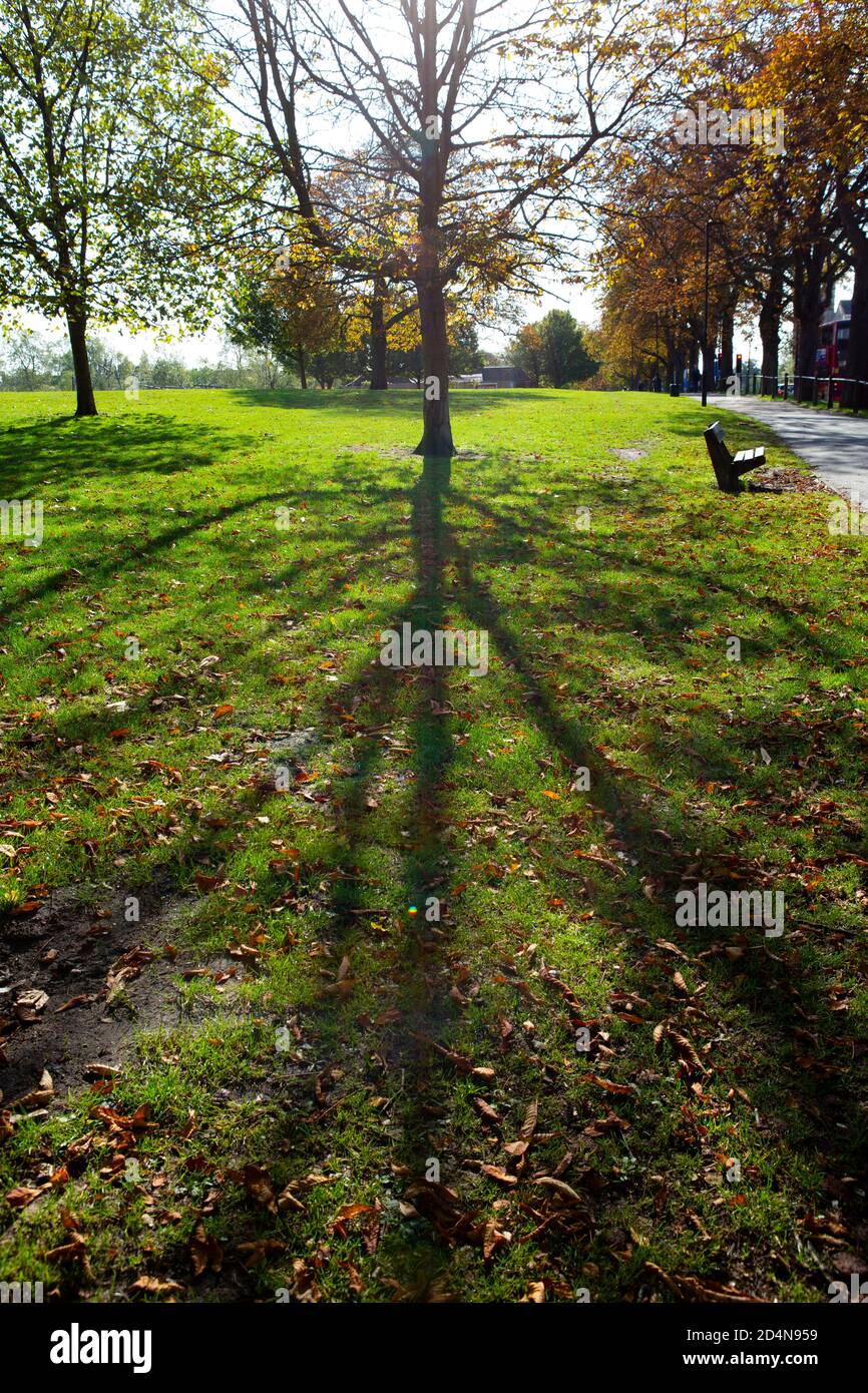 Lunghe ombre di alberi in autunno Foto Stock