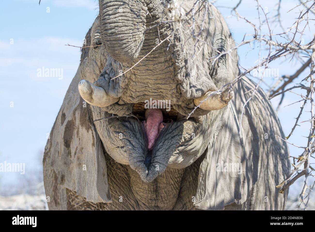 Elefante africano di cespuglio, Loxodonta africana, mangiare, Etosha Parco Nazionale, Namibia Foto Stock