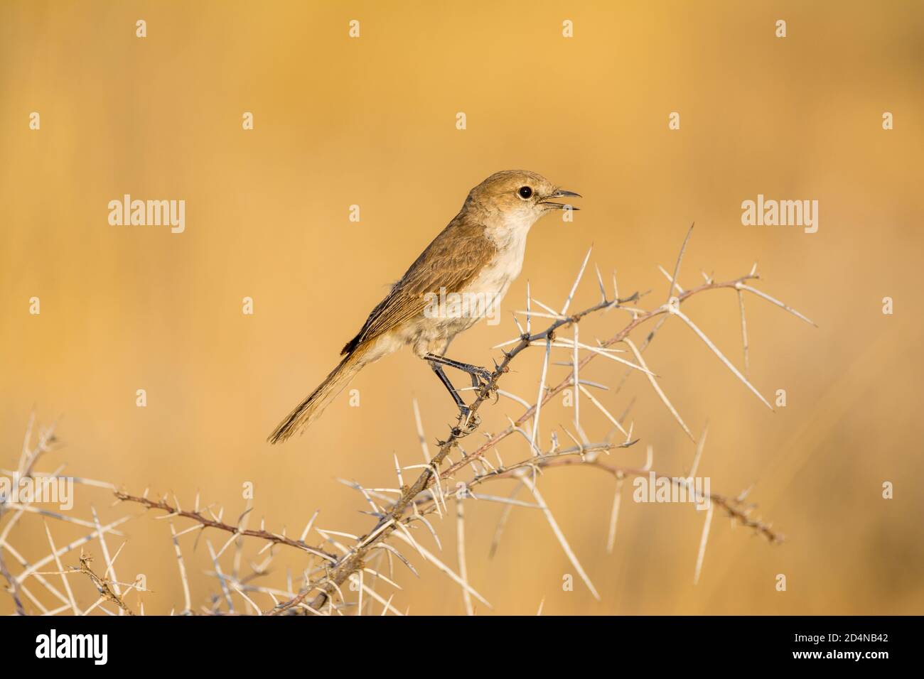 chat flycatcher, Bradornis infuscatus, Etosha National Park, Namibia Foto Stock