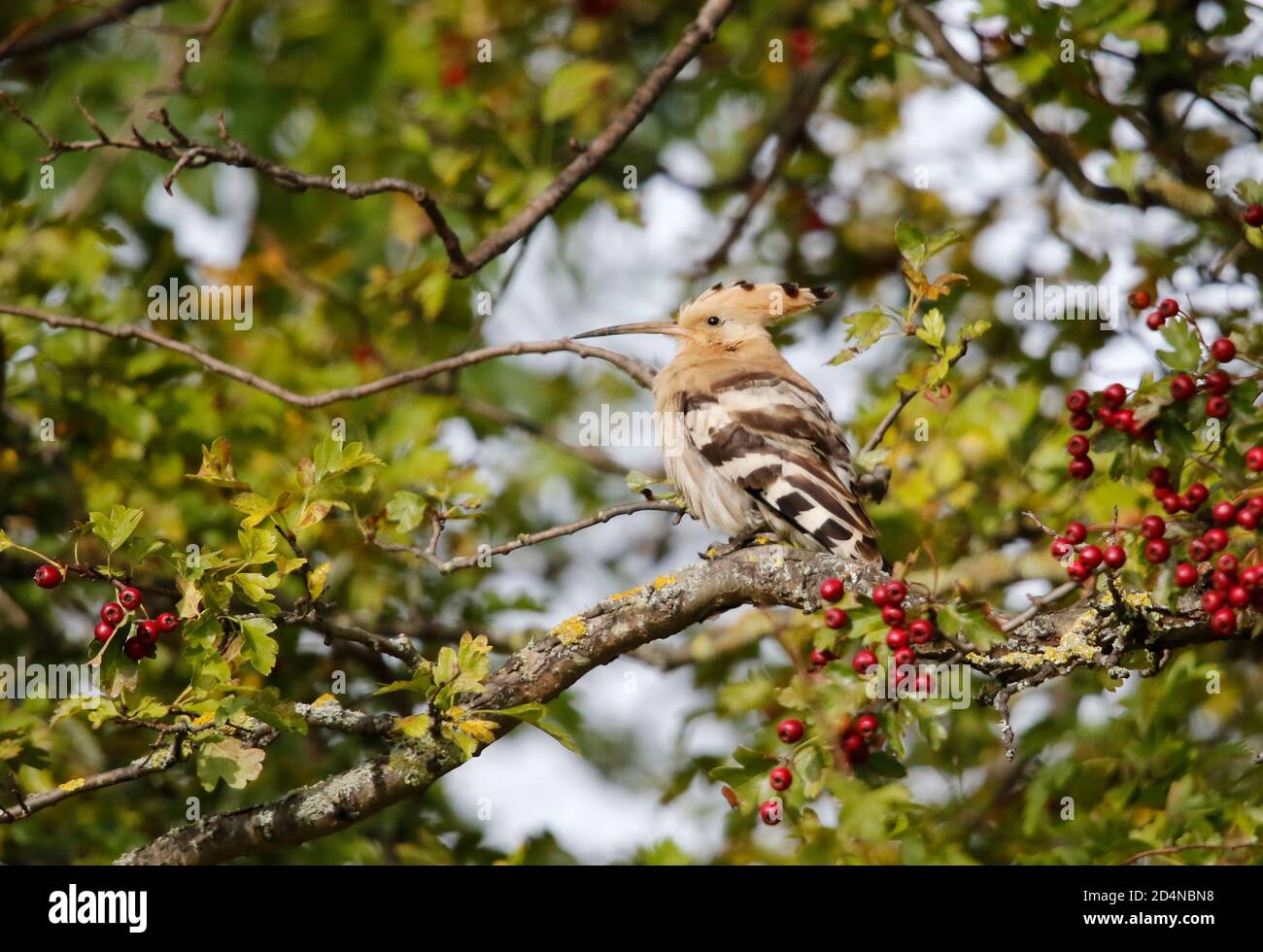 Hoopoe eurasiatico che predica e si allunga in un albero di bacca Foto Stock