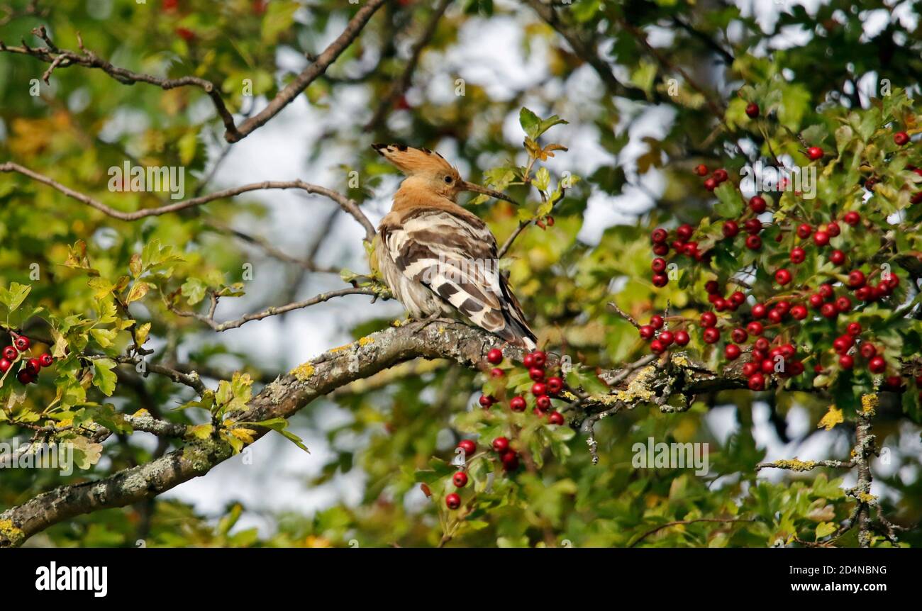 Hoopoe eurasiatico che predica e si allunga in un albero di bacca Foto Stock