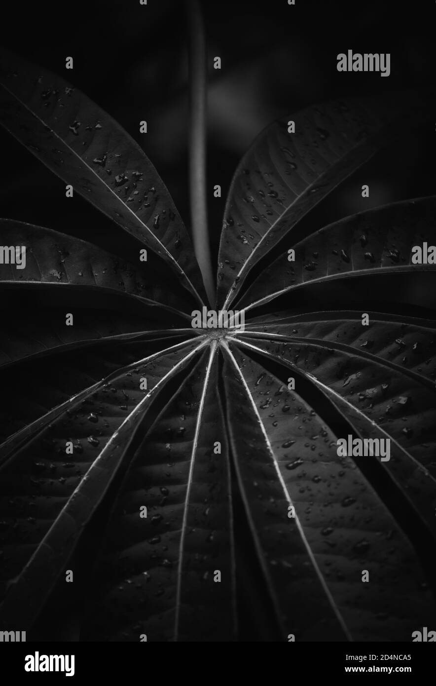 manioca astratto - monocromatico Foto Stock