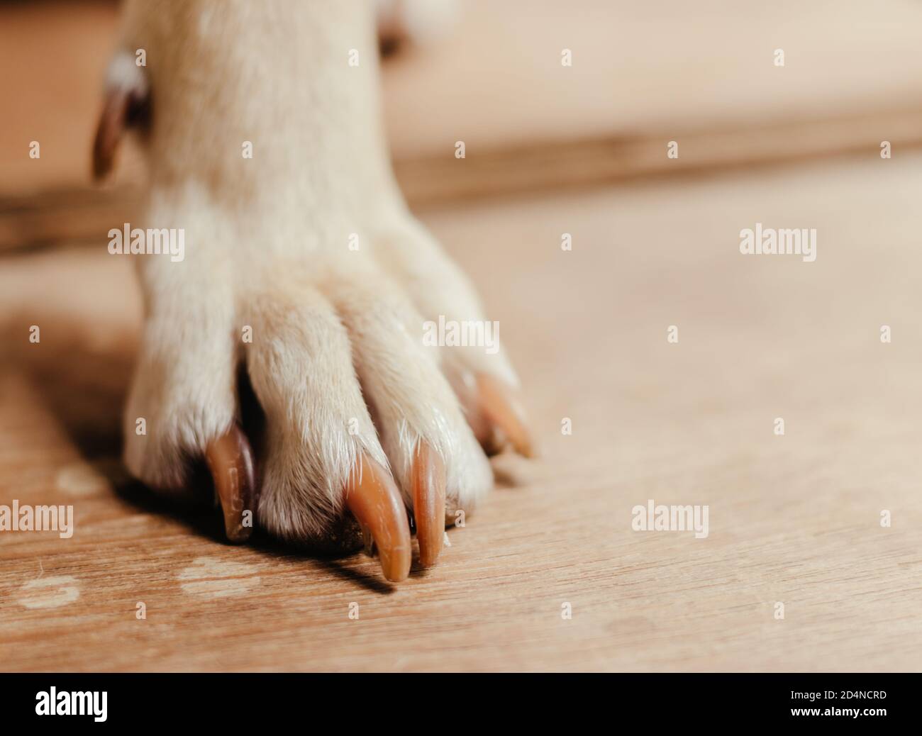 closeup di zampe di un cane su un pavimento di legno Foto Stock