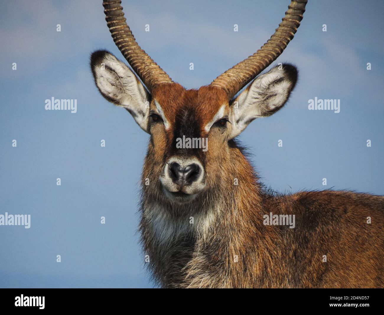 Ritratto di un maschio Waterbuck vicino al lago Naivasha, Kenya Foto Stock