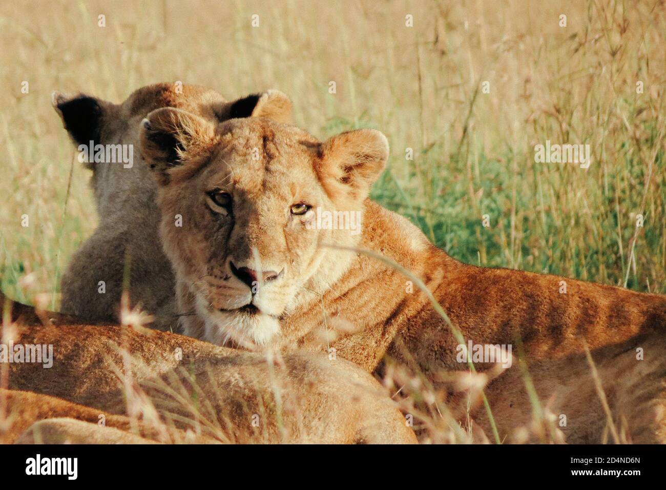 Leonessa seduta in erba savana nella Riserva Nazionale Masai Mara, Kenya Foto Stock