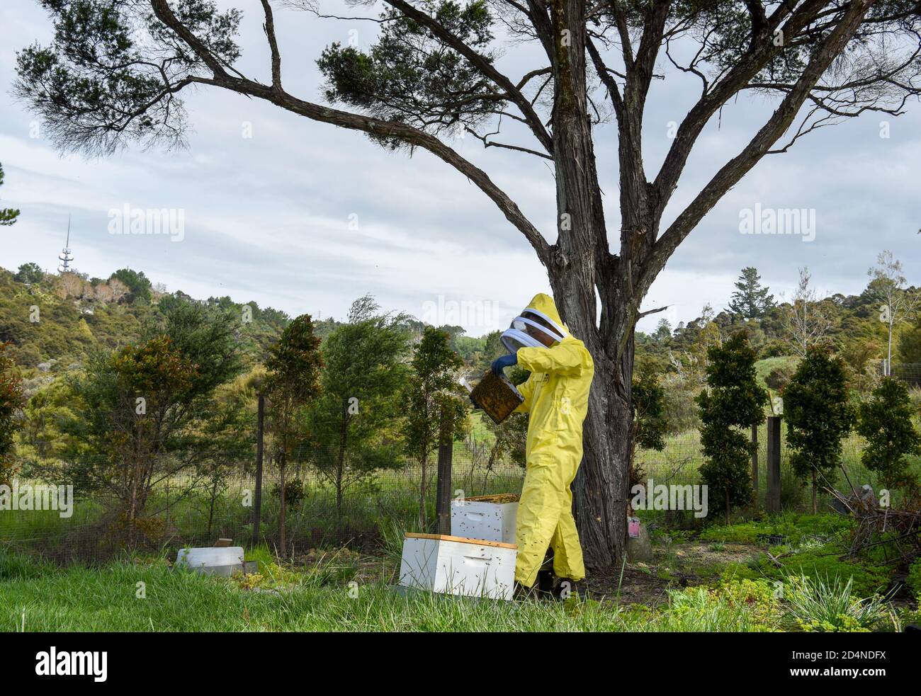 (201010) -- AUCKLAND, 10 ottobre 2020 (Xinhua) -- UN apicoltore esamina un alveare nei sobborghi di Auckland, Nuova Zelanda, il 9 ottobre 2020. Mentre la primavera si avvicina all'emisfero meridionale, gli apicoltori si stanno impegnando per la nuova stagione di raccolta del miele in Nuova Zelanda. (Xinhua/Guo Lei) Foto Stock