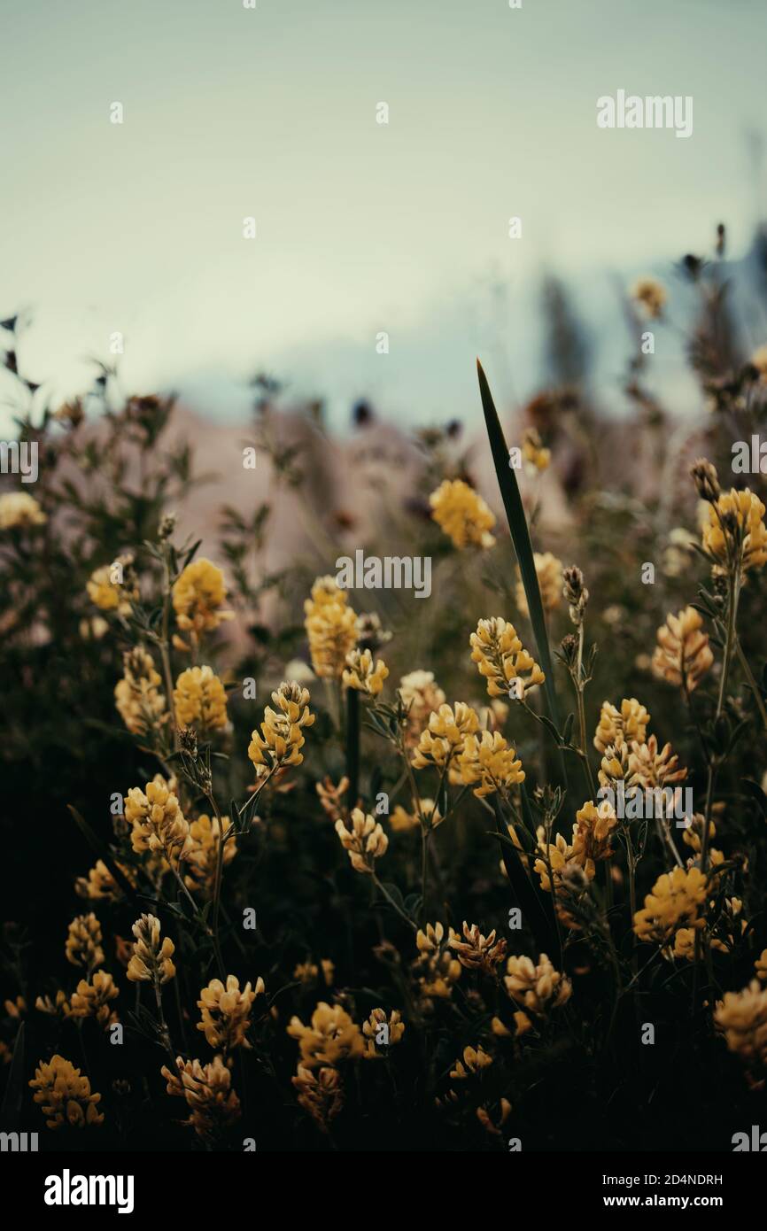 Carqueja piante in un campo. Foto Stock